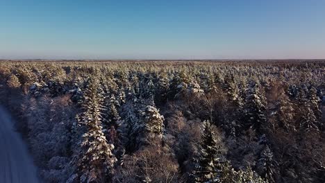 Beautiful-scenic-aerial-view-of-a-winter-forest-in-sunny-winter-day,-trees-covered-with-fresh-snow,-ice-and-snow-covered-road,-wide-angle-drone-shot-moving-slow-forward