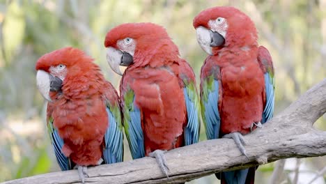 Dreierpaar-Roter-Und-Grüner-Ara-Papageien,-Die-Auf-Einem-Ast-Sitzen-Und-Alle-In-Die-Gleiche-Richtung-Schauen-–-Nahaufnahme