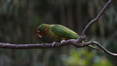 A-Mitred-Parakeet-Sitting-on-a-Wooden-Branch-in-a-Forest