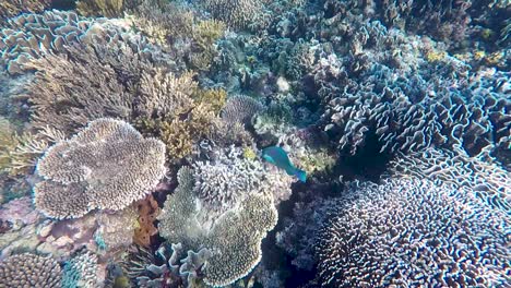 Ein-Blaugrüner-Papageienfisch,-Der-Um-Das-Atemberaubende-Korallenriff-Im-Korallendreieck-Von-Timor-Leste,-Südostasien,-Schwimmt