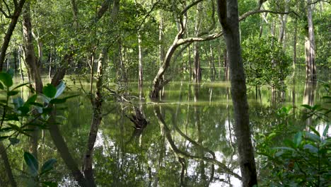 Blick-Auf-Den-Mangrovenwald-Im-Sungei-Buloh-Wetland-Reserve,-Singapur