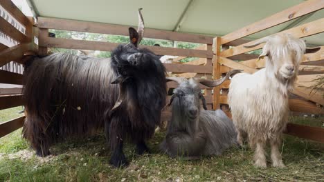 Long-haired-goats-of-Bulgaria-with-large-horns-standing-in-wooden-open