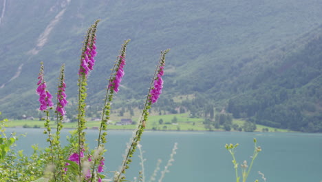 Foxglove-Flowers-With-Oldevatnet-And-Mountain-Views-In-Background-In-Norway