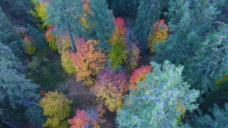 Downward-angle-of-bright-colored-trees-on-Mount-Lemmon-Arizona,-drone-shot