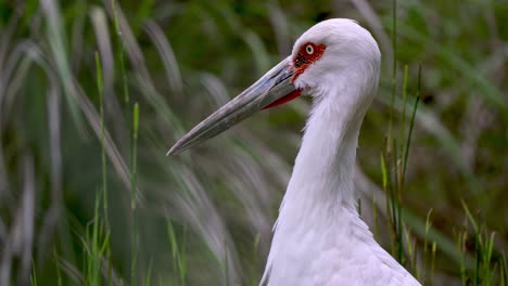Slow-motion-closeup-of-a-Maguari-Stork-looking-around-against-a-green-blurry-background