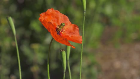 Red-poppy-flower-in-the-garden,-moving-in-the-wind