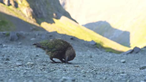 Kea-walking-through-grael-searching-curiously-for-food-with-its-beak