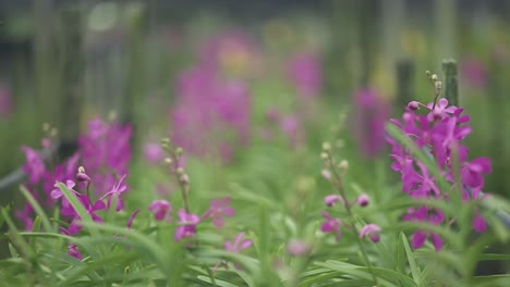 Footage-of-Lots-of-Beautiful-Orchid-In-The-Farm