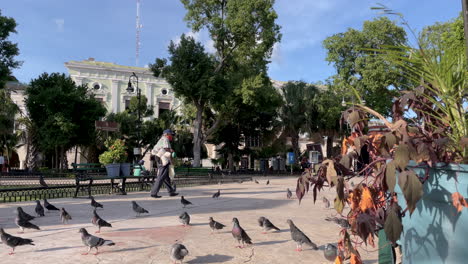 View-of-Pigeons-and-Yucatan-main-government-office-at-sunset