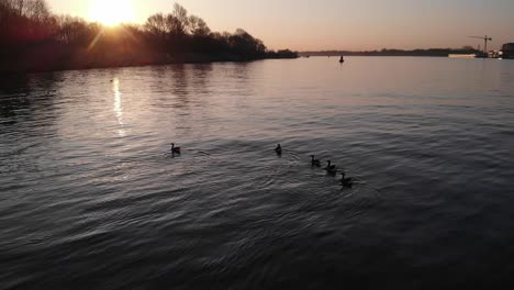 Goose-On-Serene-Lake-Backlit-Golden-Sunlight-During-Sunset