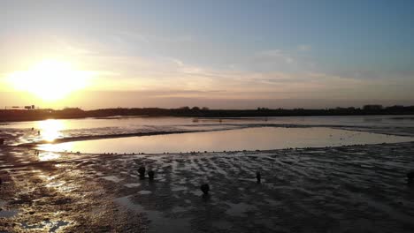 Gruppe-Von-Enten-Am-Ufer-Eines-Teiches-Bei-Sonnenuntergang