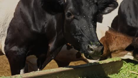 Black-and-White-Dairy-Cow-Chewing-Fresh-Cut-Green-Grass-from-Trough,-Brazil,-Bahia,-Medium-Shot
