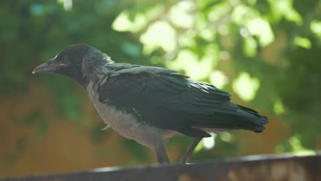 Young-juvenile-crow-hopping-and-shakes-feathers-in-Summer-sunshine