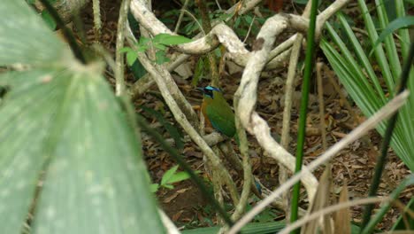 Exotic-bird-sitting-inside-thicket-of-trees-close-to-the-ground