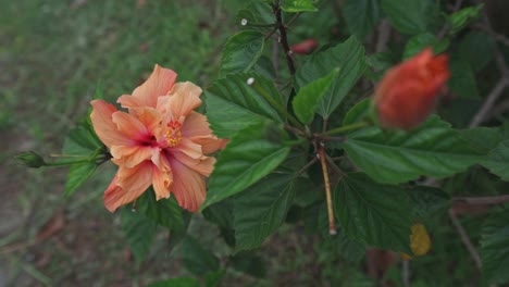 Eine-Orangefarbene-Hibiskusblüte-Im-Garten