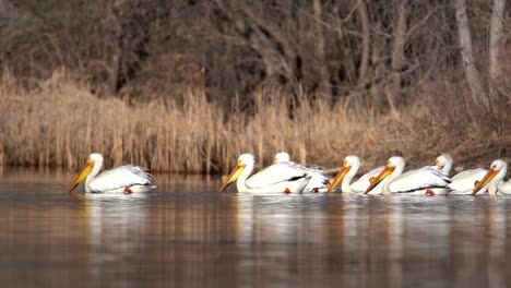 Herde-Weißer-Amerikanischer-Pelikane,-Die-Im-Wasser-Schwimmen