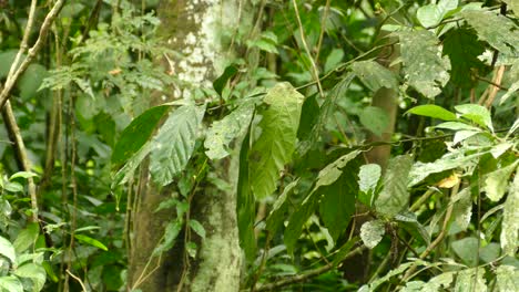 Two-small-brown-tropical-birds-sitting-on-a-branch-and-flying-off-into-the-rainforest