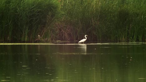 Great-white-heron-standing-in-the-lake,-in-front-of-the-green-algae-filled-water,-looking-for-food