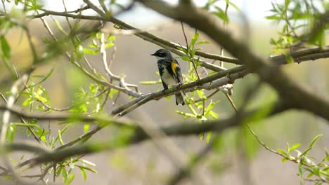 Yellow-rumped-warbler-on-a-branch-in-the-Canadian-woods