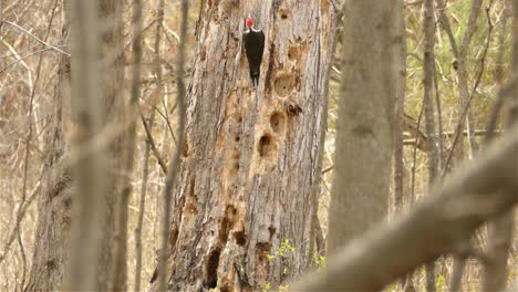 Red-headed-woodpecker-climbing-a-tree