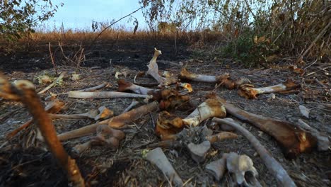 Charred-animal-bones-still-smoldering-after-a-wildfire-in-the-Amazon-Rainforest