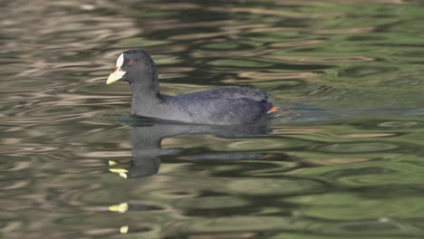 Close-up-shot-of-a-red-gartered-coot,-fulica-armillata-swimming-fast-across-the-river,-actively-looking-for-a-mating-partner-on-a-sunny-day