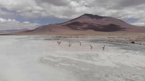 Aerial:-Small-herd-of-wild-Vicuna-at-Uyuni-salt-flat-in-Bolivian-Andes