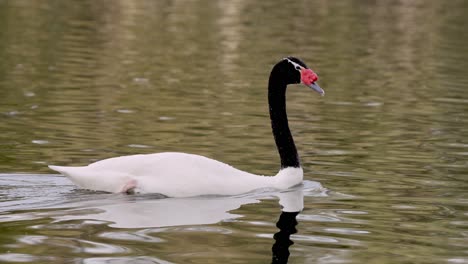 Close-up-tracking-shot-of-a-beautiful-red-knob-black-necked-swan,-cygnus-melancoryphus,-gliding-gracefully-on-a-pristine-lake-with-reflection-on-the-wavy-water