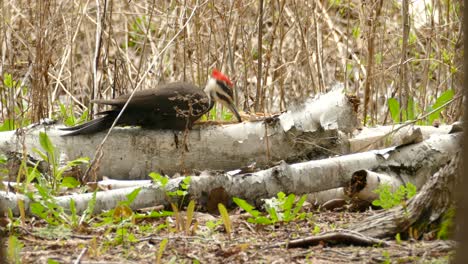 Pileated-woodpecker-searching-for-insect-larvae-in-dry-trunk-on-the-ground