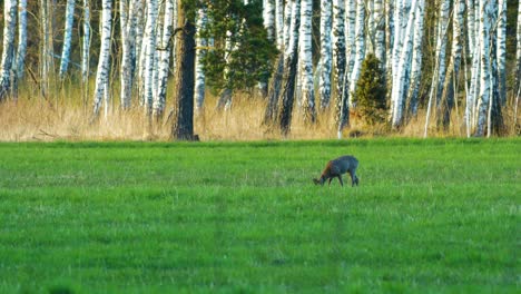 Wild-European-roe-deer-buck-eating-in-a-green-meadow,-sunny-spring-evening,-birch-trees-in-background,-golden-hour,-medium-shot-from-a-distance
