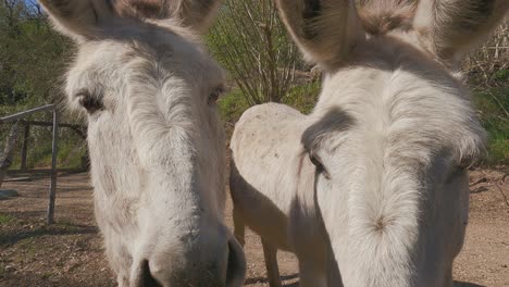 Two-cute-and-funny-white-donkeys-look-into-camera