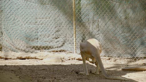 Red-kangaroo-at-the-zoo,-inside-the-fenced-area