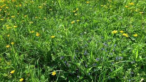 Light-breeze-sway-meadow-buttercups-and-germander-speedwells-in-a-grass-field