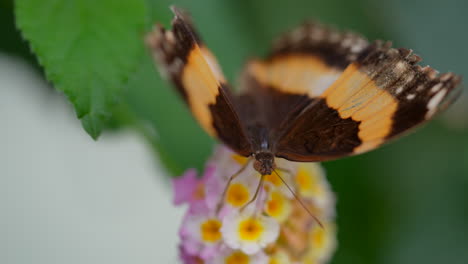 Hübscher-Monarchfalter,-Der-In-Zeitlupe-Flügel-Schlägt-Und-Nektar-Von-Blumen-Füttert,-Makro