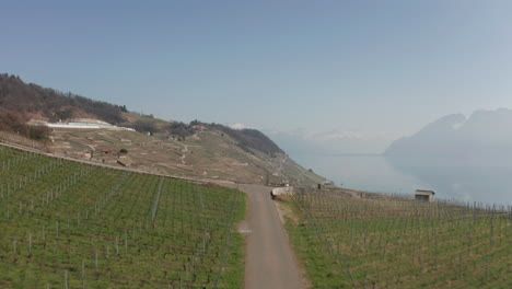 Aerial-over-large-and-vast-vineyard