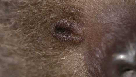 Rack-focus-from-nose-to-eyes-on-baby-sloth
