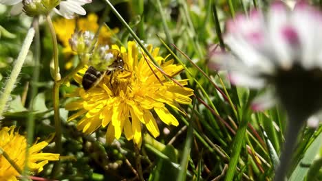 Eine-Honigbiene-Bestäubt-Eine-Gartenblume-In-Der-Natur,-Während-Ein-Sanfter-Wind-Weht