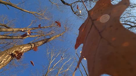 Incredible-slow-motion-of-dry-oak-leaves-falling-from-trees,-low-angle-pov-of-camera-pointing-upwards