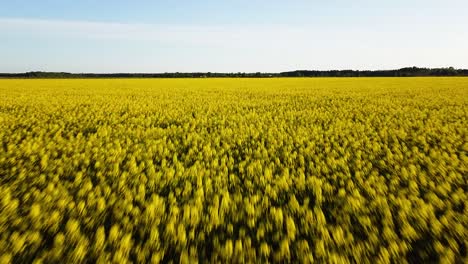 Aerial-ascending-flight-over-blooming-rapeseed-field,-flying-over-yellow-canola-flowers,-idyllic-farmer-landscape,-beautiful-nature-background,-drone-shot-moving-forward-low