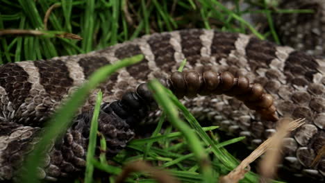 Macro-close-up-of-a-rattle-snake-tail-in-the-grass---dangerous-animal