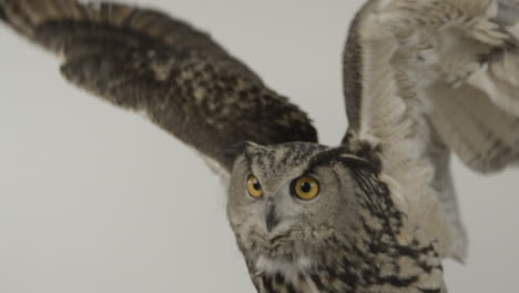Eagle-owl-impressive-wingspan-extending-wings-on-white-background