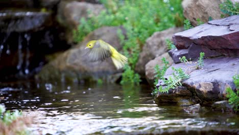 A-Yellow-Warbler-landing-in-a-shallow-stream-to-take-a-bath---slow-motion