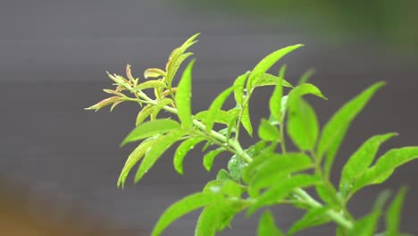 Closeup-of-fresh-and-green-leaf,-moving-in-the-wind