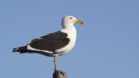 Kelp-gull-stands-still-with-blue-sky-in-background,-close-side-view