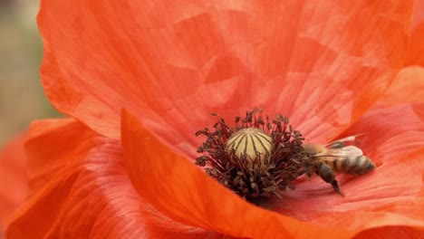 Details-of-beautiful-bee-pollinating-red-poppy-flower