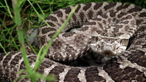 Macro-close-up-of-rattlesnake-flicking-tongue-slow-motion