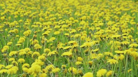 A-field-of-yellow-and-bright-dandelions