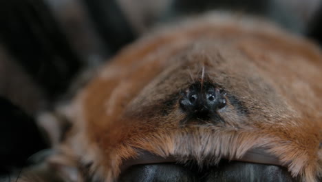 Panning-shot-of-tarantula-eyeballs-on-a-hairy-arachnid