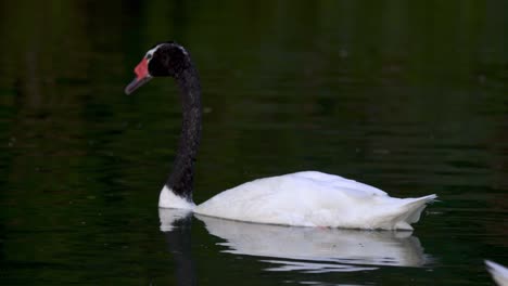 A-couple-of-black-necked-swans-swimming-peacefully-on-a-pond-surrounded-by-nature-in-its-habitat