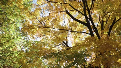 Mittagssonne-Scheint-Durch-Die-Wunderschönen-Gelben-Und-Orangefarbenen-Blätter-Eines-Herbsttages-In-Quebec,-Kanada